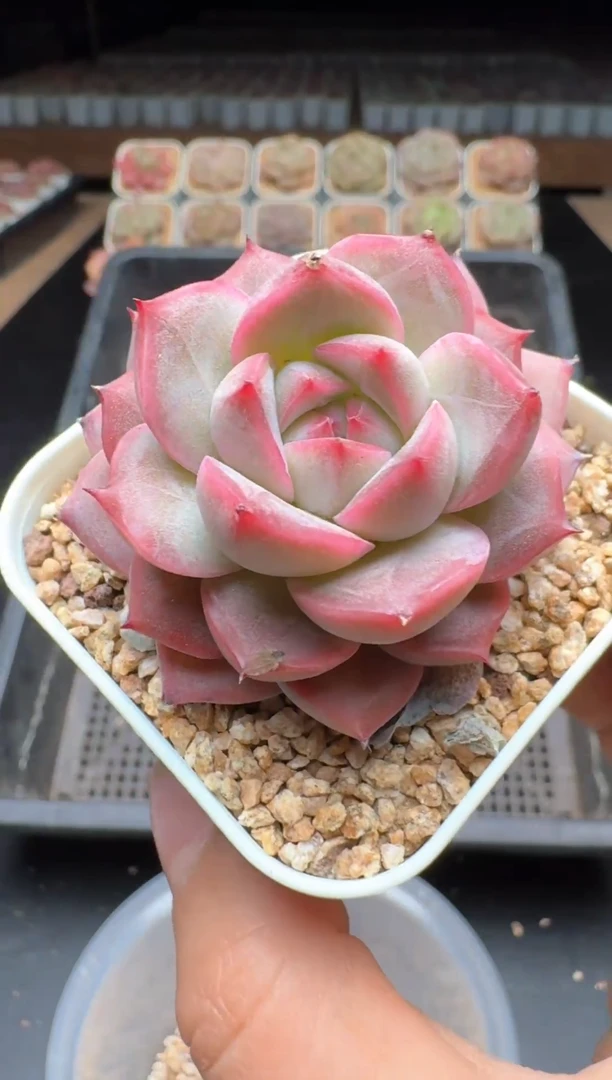 【闪购商品】936号一物一拍珍妮多肉花卉植物3颗起发