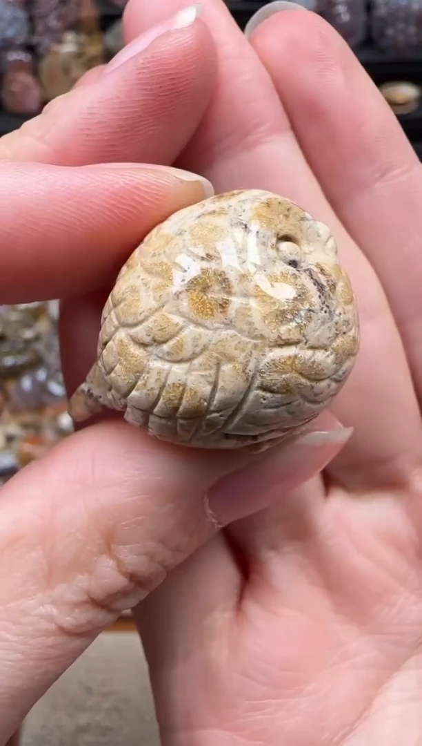 颈饰未镶嵌硅化珊瑚（珊瑚玉）769