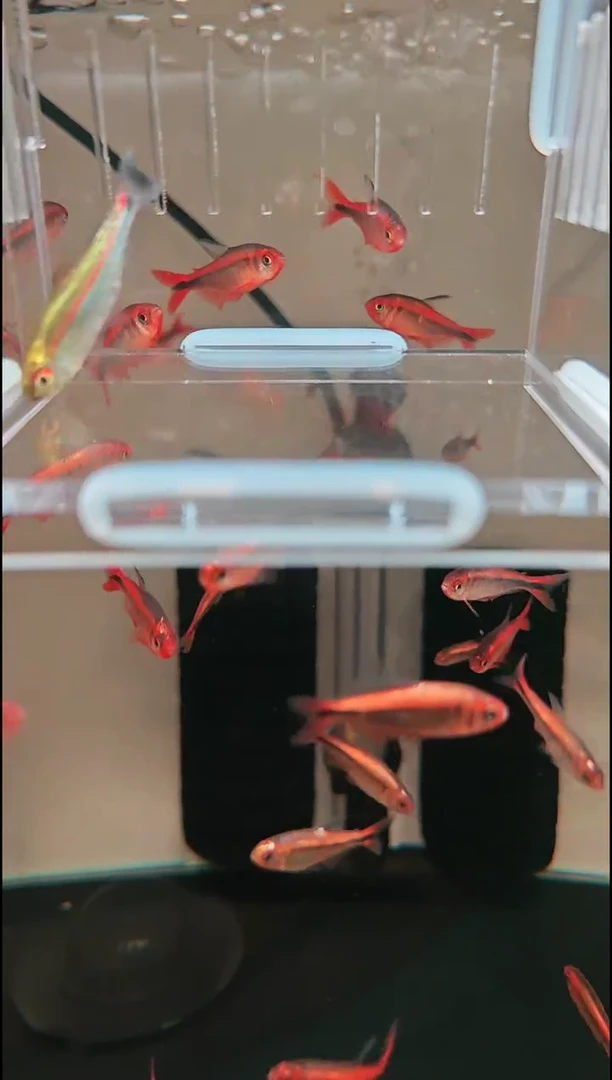 灯科鱼用****3白金红袖梅塔