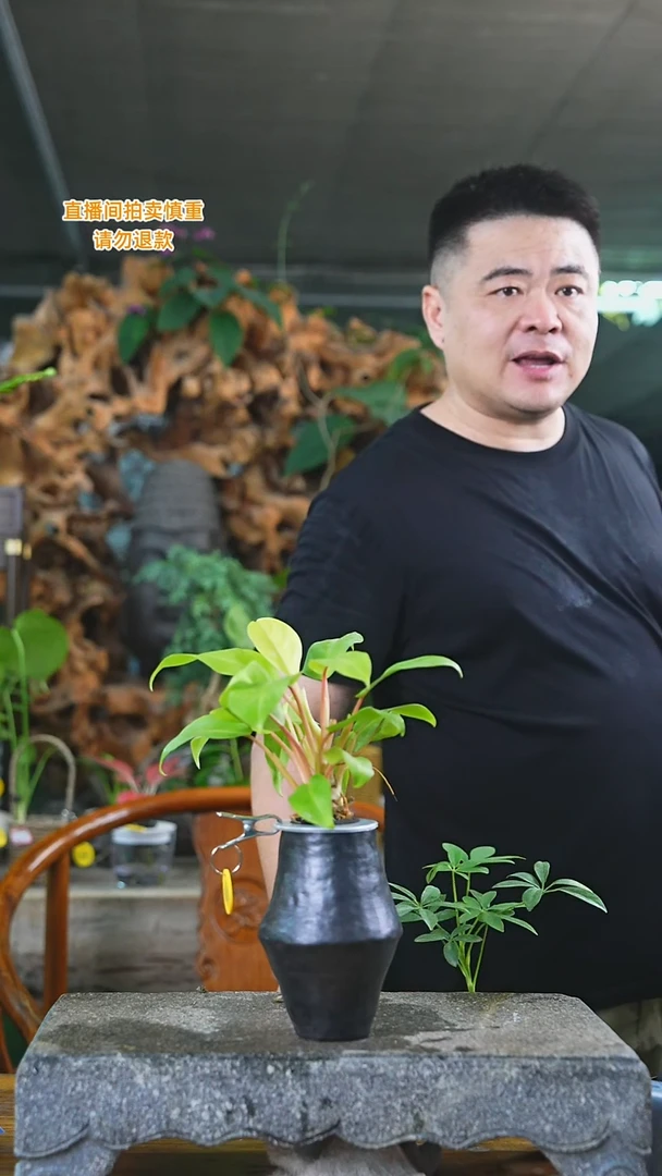 当前无花栽培后可以开花408黄金蔓绿绒T