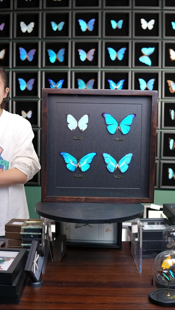 四大美蝶闪蝶组合