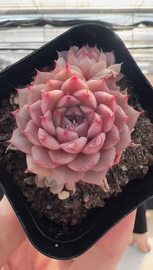 【闪购商品】新款多肉-44