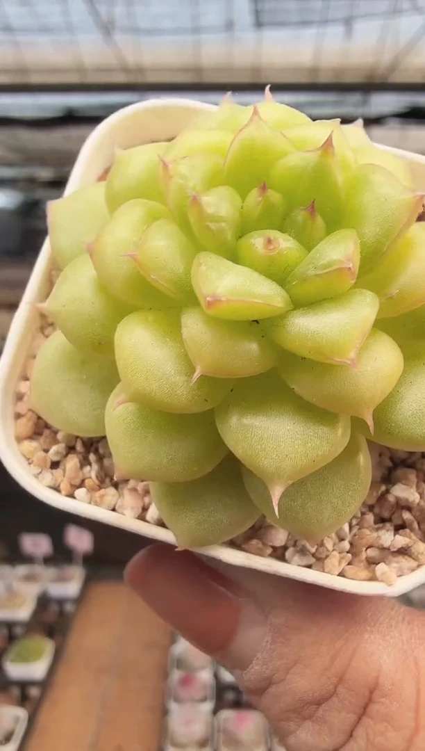 东云多肉园新款-391