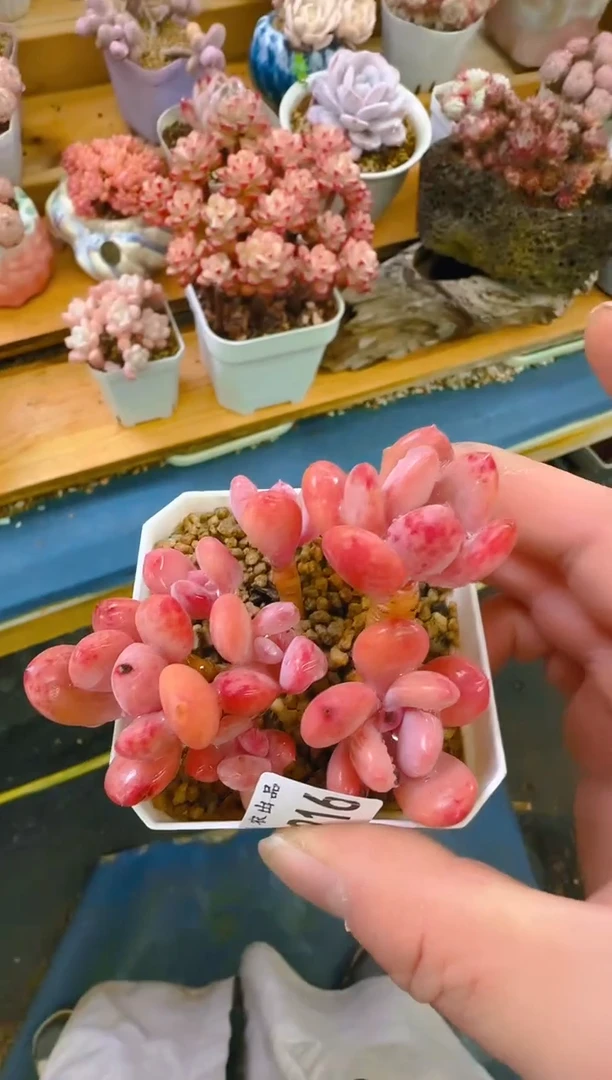 【闪购商品】福—216—仙农（灰姑娘）