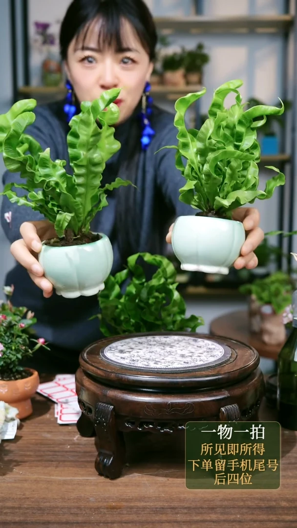 【闪购商品】134---鸟巢蕨圆绿花朵3个