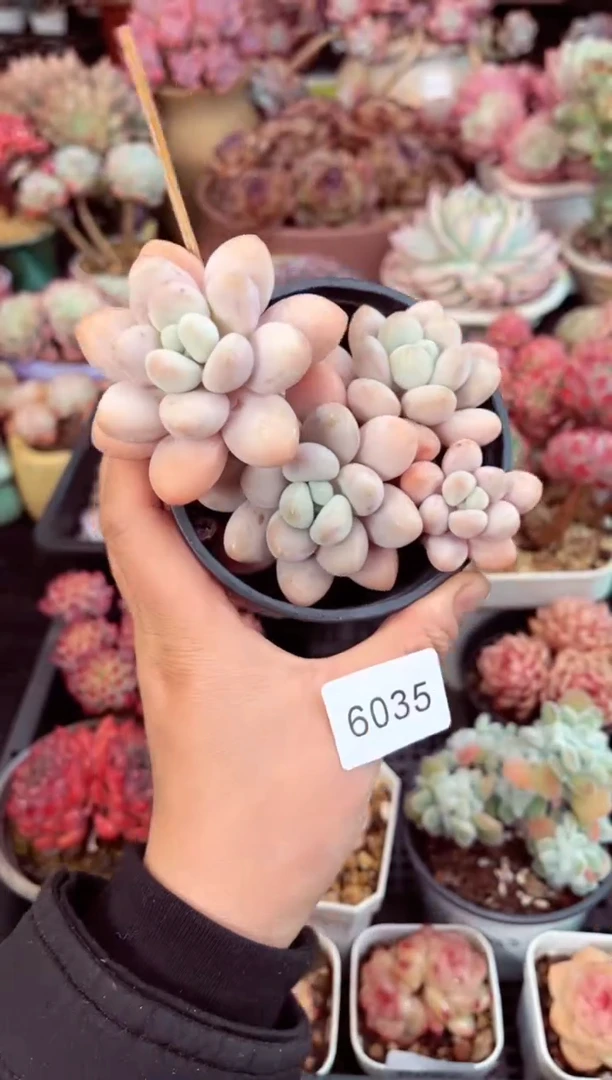 【闪购商品】6035群生洛神多肉