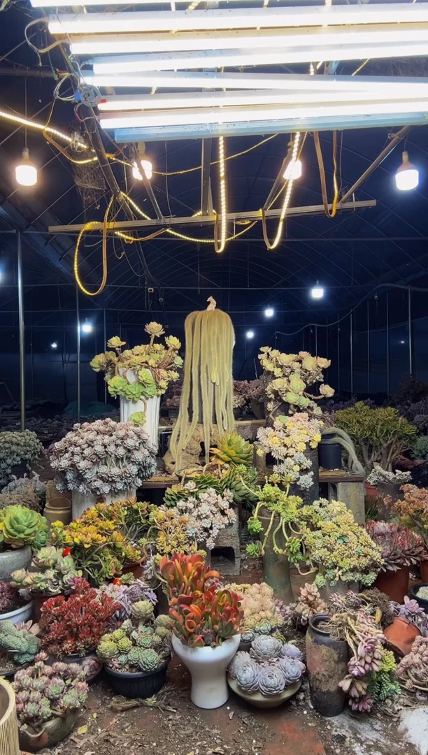 【闪购商品】17号一物一拍默认微瑕不售后