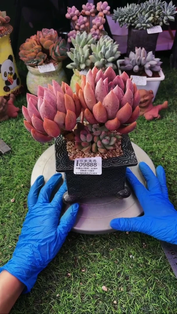 昆明印象多肉09888