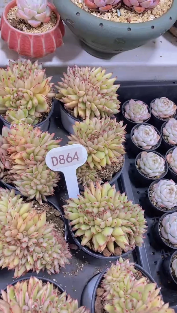 【闪购商品】D864-艾克魂缀（量拍）