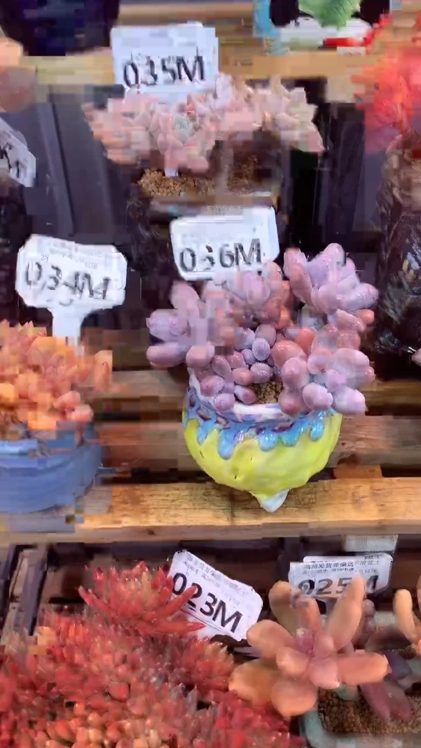 036M（一物一拍，精品多肉，所见即所得 ）