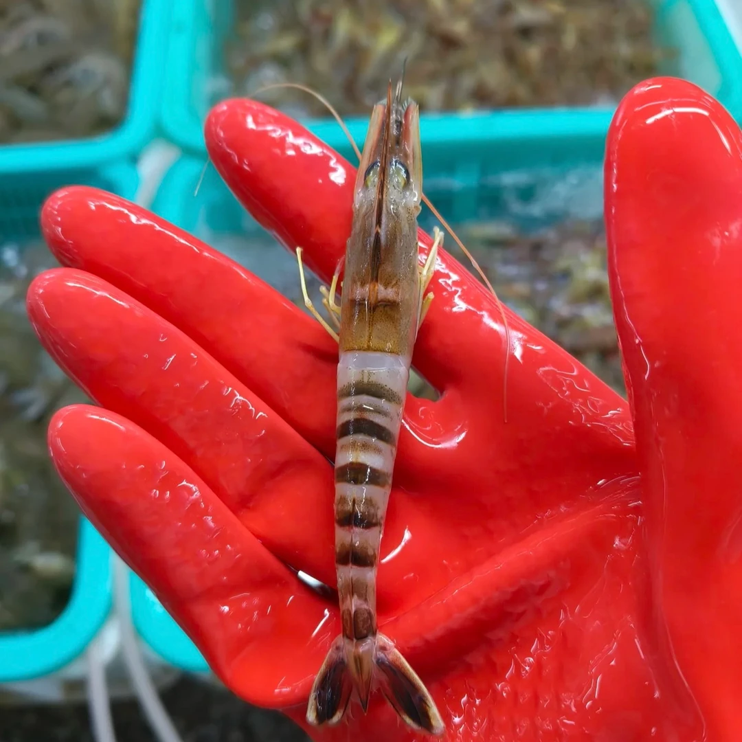 浅海竹节虾 30-35头/斤/盒 顺丰冷链包邮