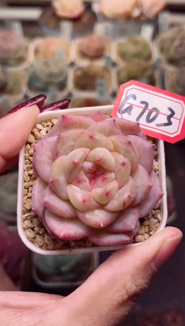 【闪购商品】G703云华一物一拍