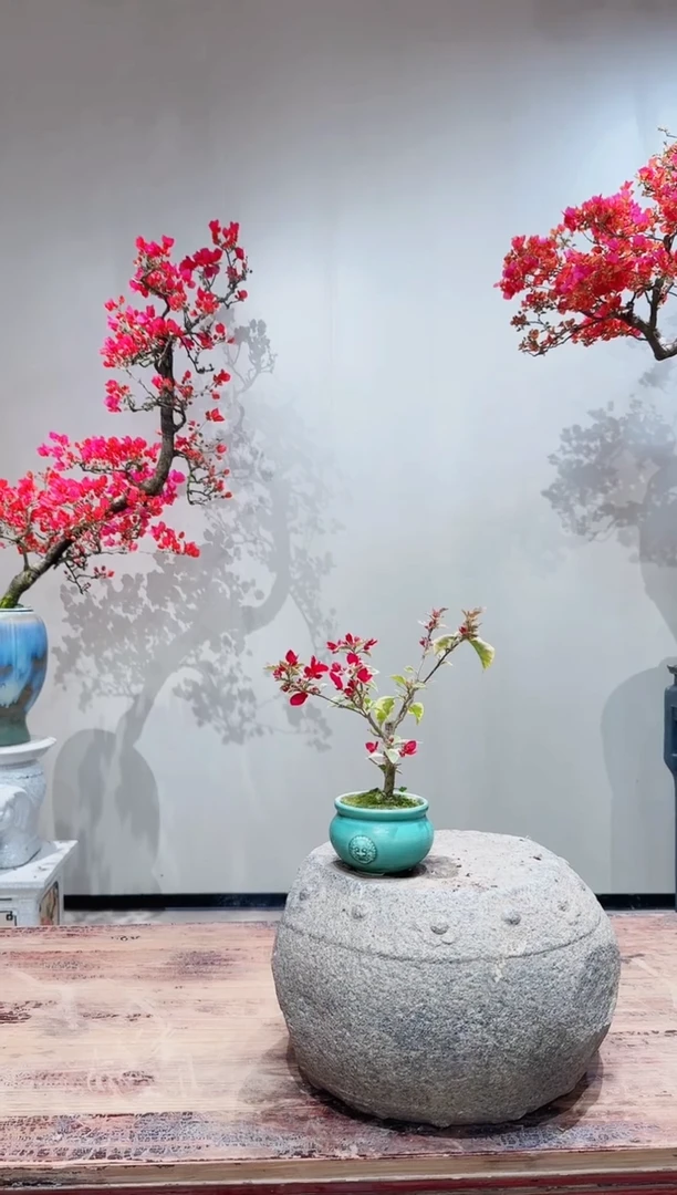 【闪购商品】盆景蓝月亮三角梅