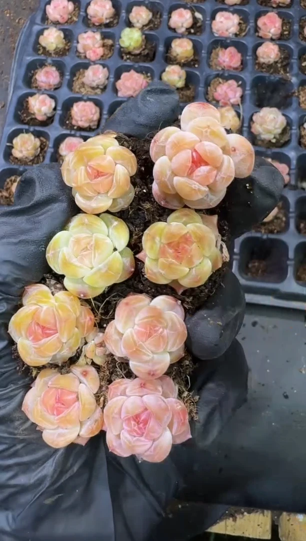 03号小糖心珍妮到手（7）棵