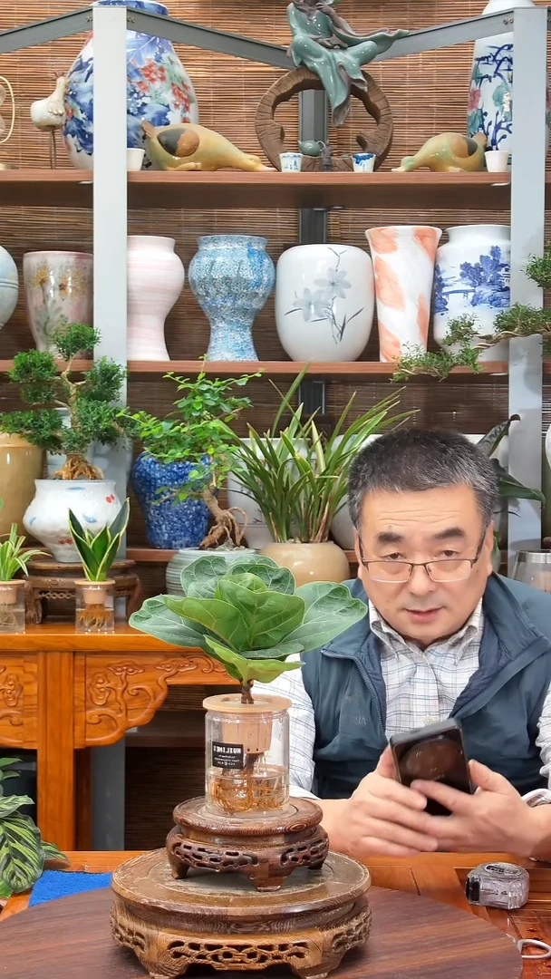 无花朵蘑**6 水之韵水培植物  琴叶榕