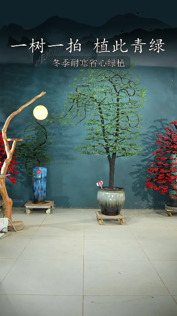 无花朵怎广东小叶紫檀