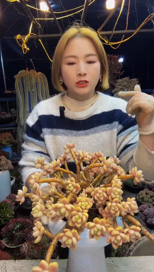 全状态露凝香脱土包邮