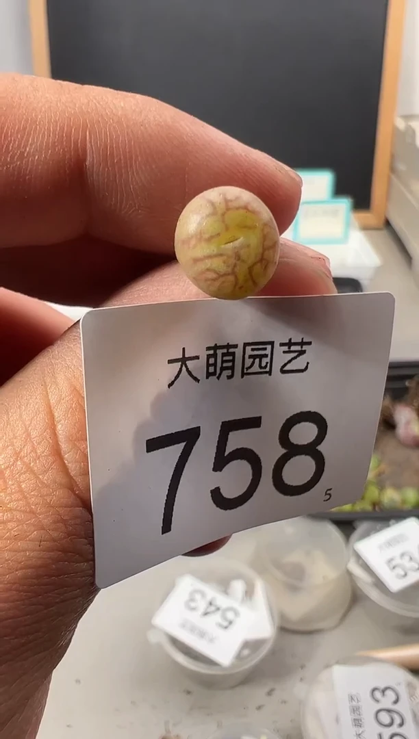 【闪购商品】++++758