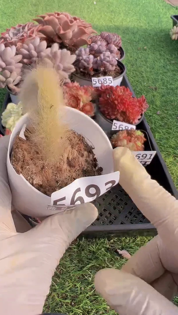 【闪购商品】信福多肉一物一拍