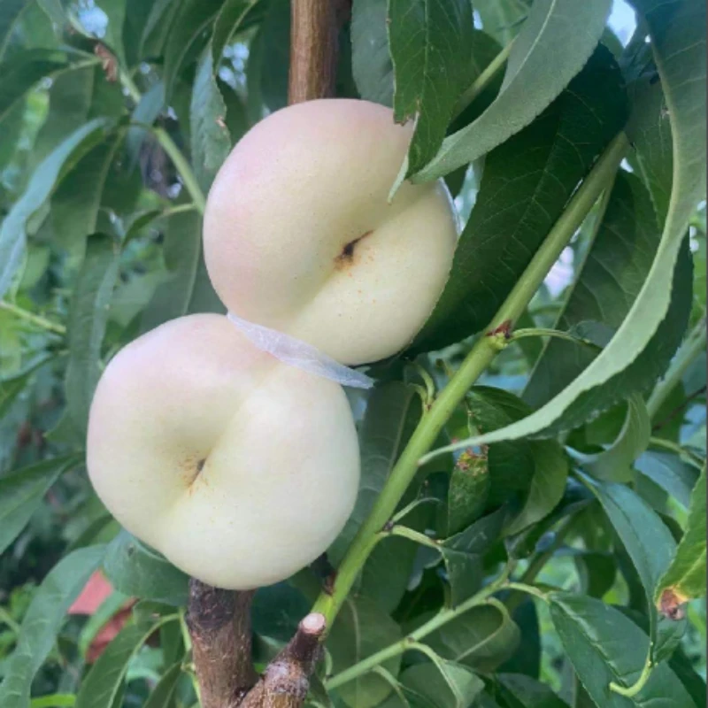 3年苗买一送一】桃树苗嫁接白玉蟠桃树苗大果桃树苗南北方盆栽地栽