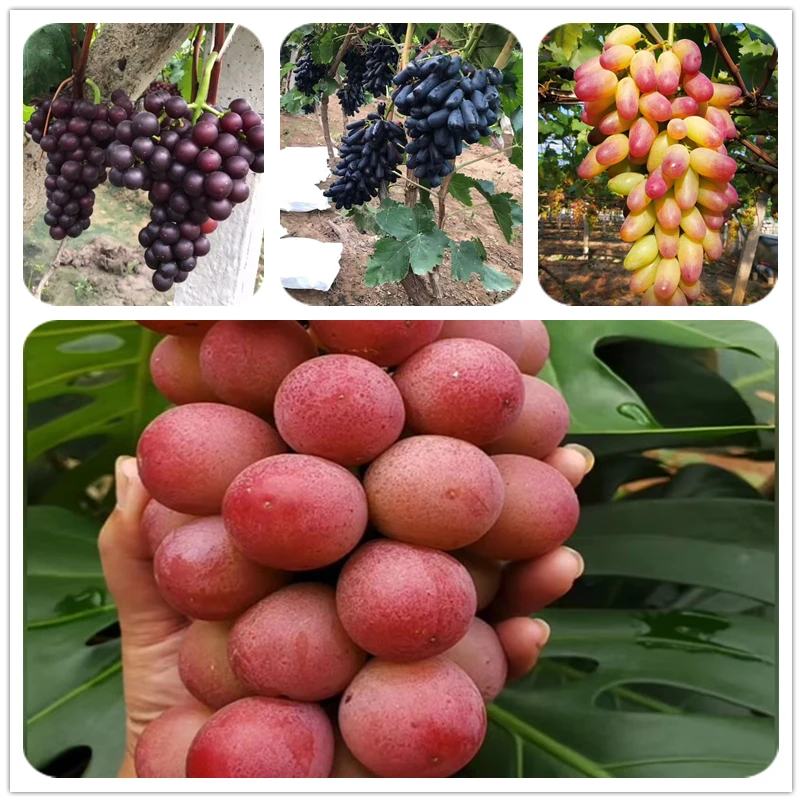 一物一拍果树苗发货以后不支持退换介意运输中掉果有小断枝勿拍