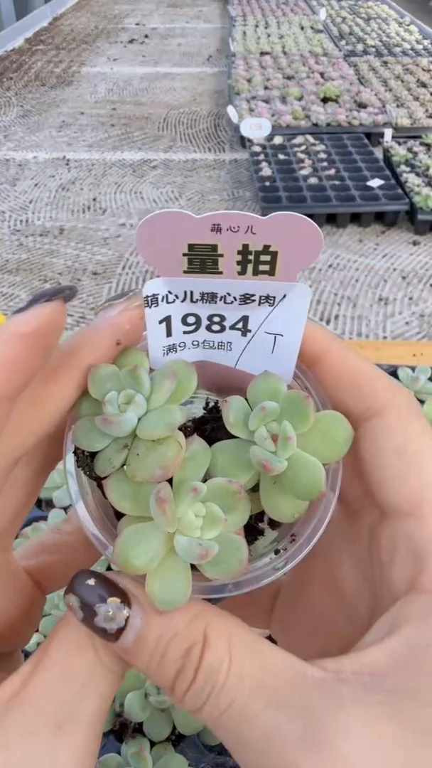 1984 甜心t单双混 量拍多肉植物.9.9包邮