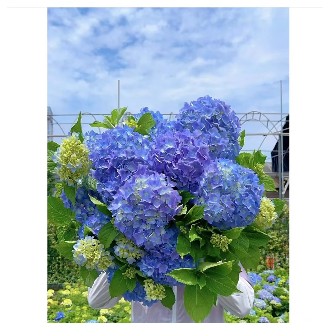 （姹紫嫣红）贵州露天绣球