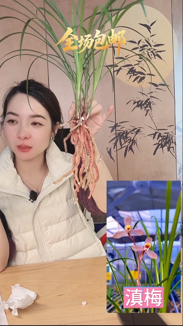 当前无花栽培后可以开花：滇梅