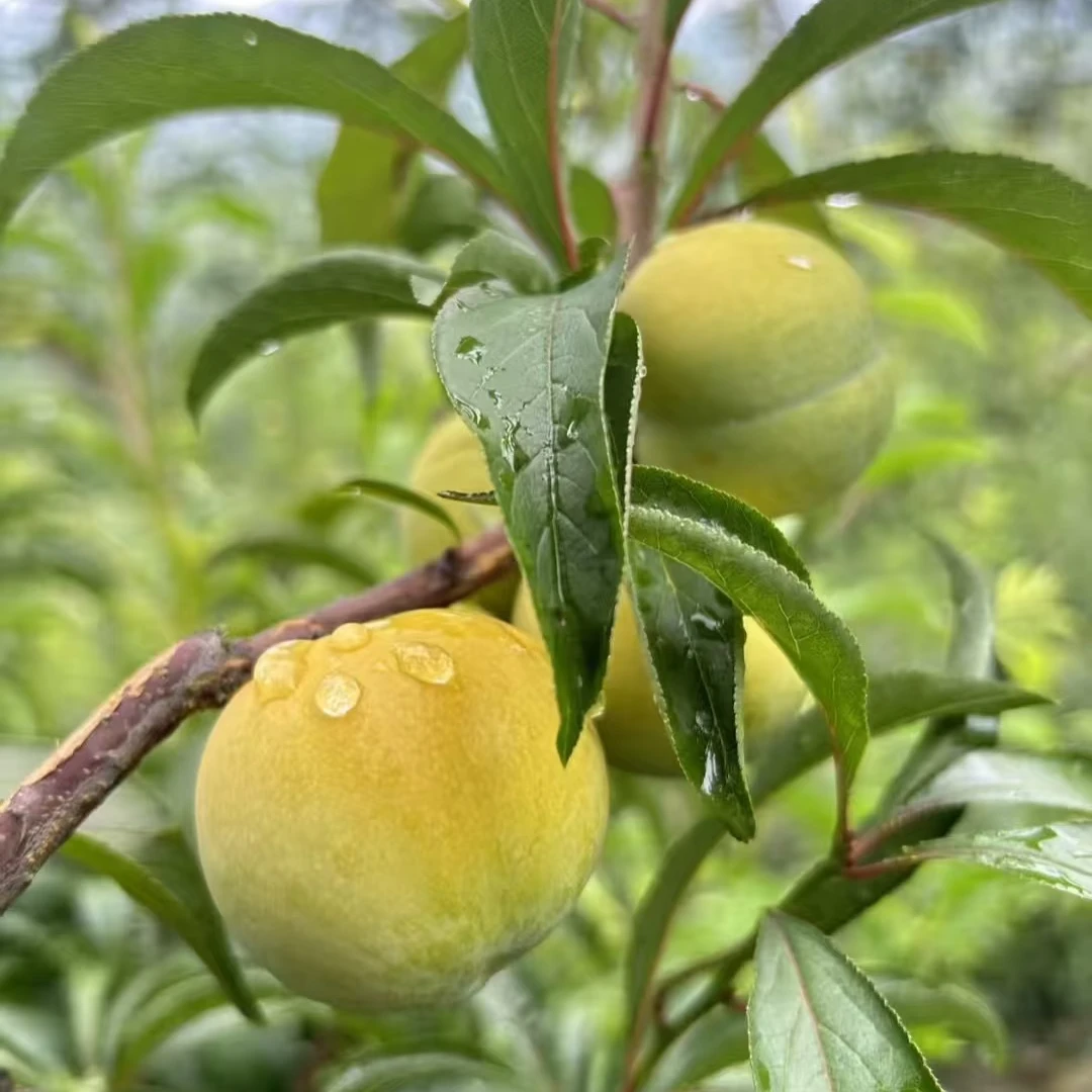 【现拍现发】正宗镇宁六马蜂糖李新鲜采摘新甜爽空顺丰空运次日达李子同城送贵州省