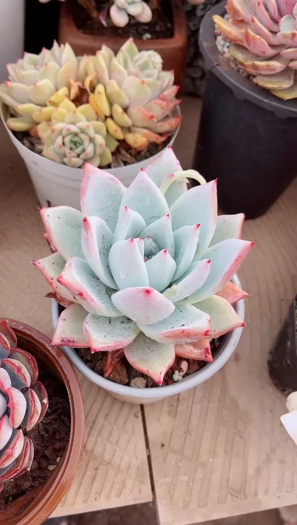 【闪购商品】25156