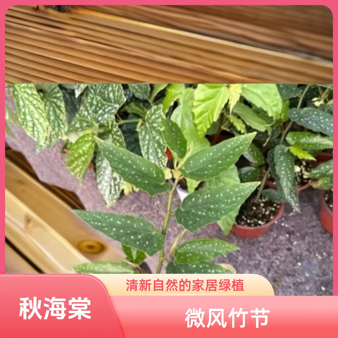 微风竹节 秋海棠 一颗包邮无售后 完美主义者勿拍