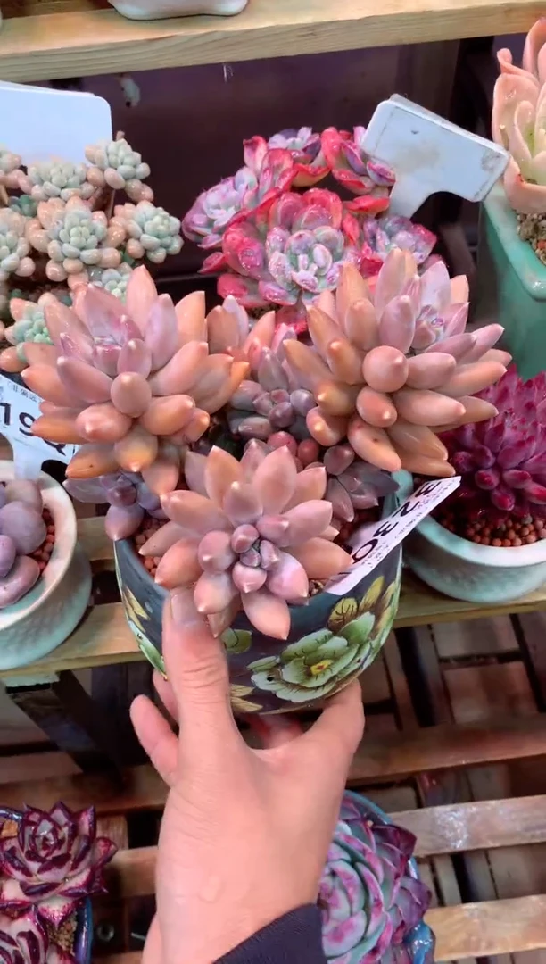 323Q（一物一拍，精品多肉，所见即所得 ）