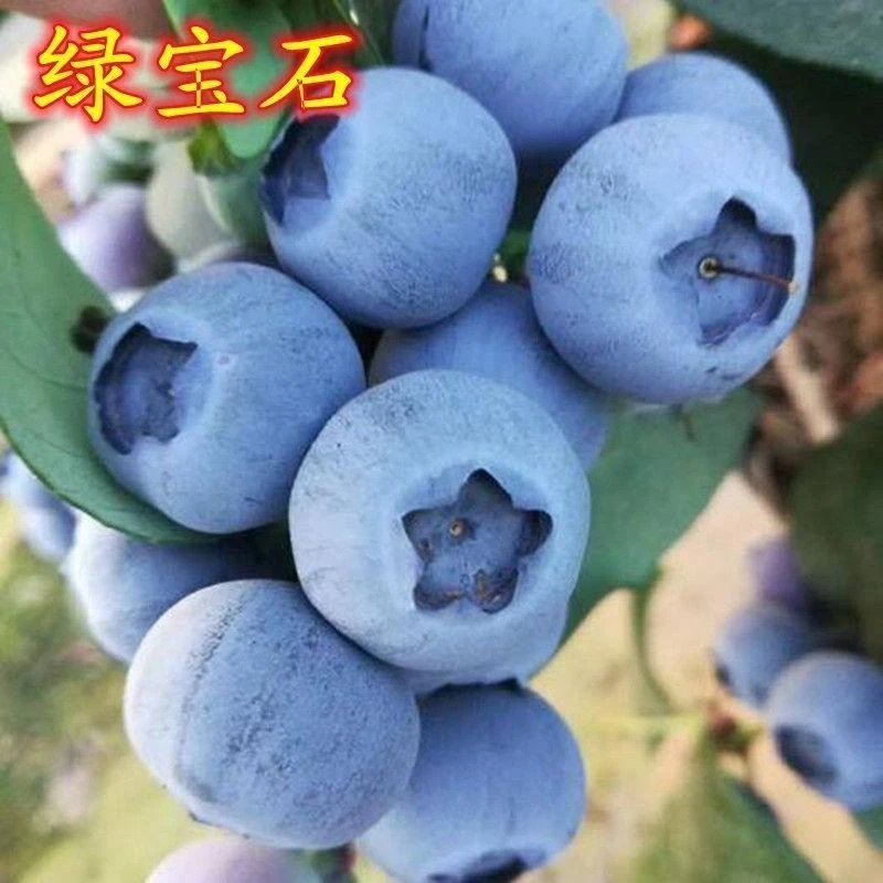 绿宝石蓝莓苗新品种特大盆栽地栽南北方种植果树当年结果庭院抗寒