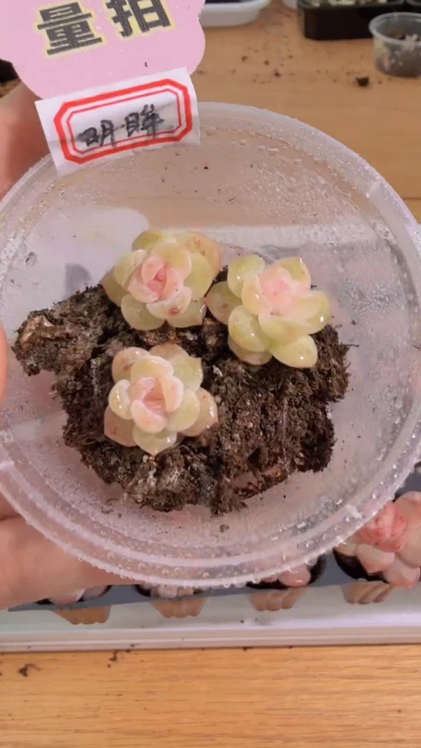 明眸单双混 黑框3颗量拍混发 满9.9包邮