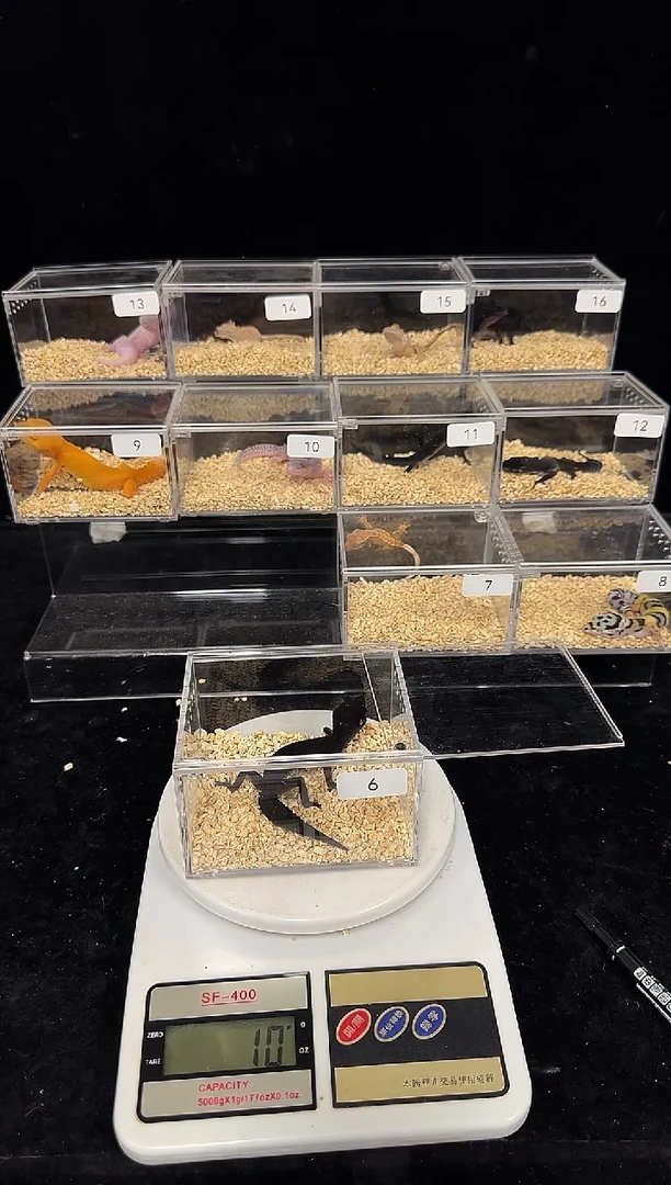 豹纹守宫豹纹守宫