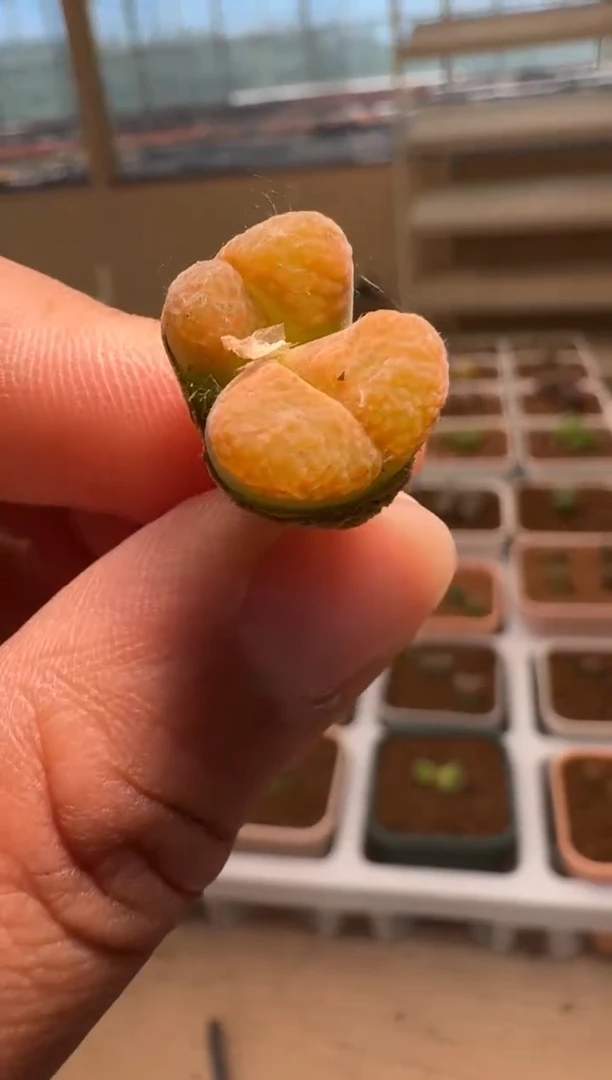 美丽的肉石头- 75