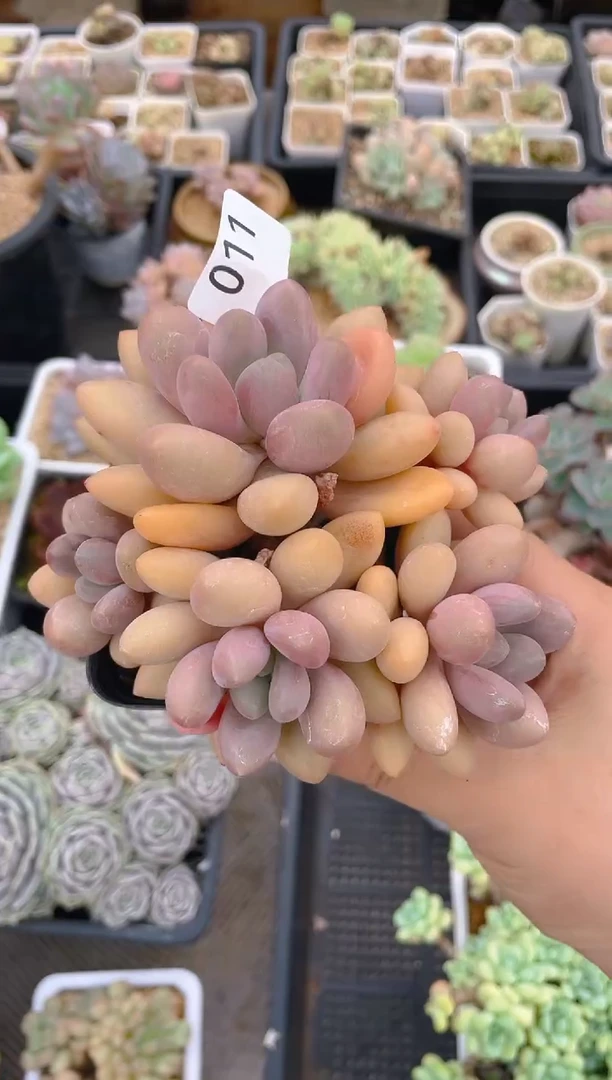 011新品