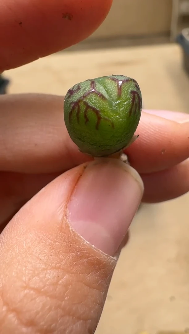 【闪购商品】1/21-28