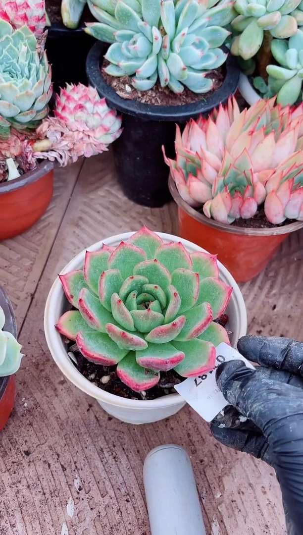 ?**࿐02187多肉植物一物一拍