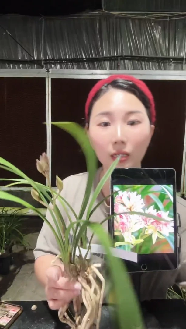 无花朵富山奇蝶3苗 带花苞