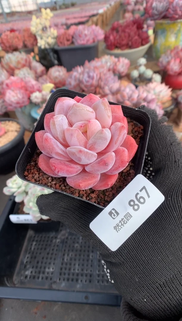 867雪天使多肉植物一物一拍