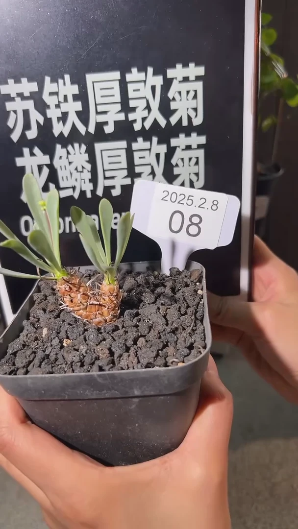 【闪购商品】苏铁龙鳞厚墩菊2.8.8