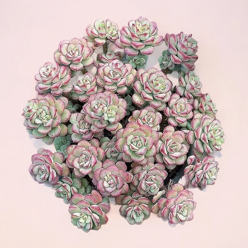 大盆探戈 多肉植物群生组合懒人绿植办公室桌面装饰好养