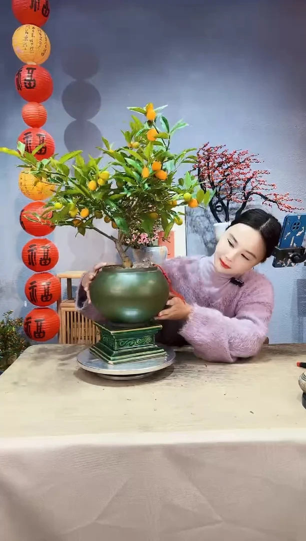 【闪购商品】盆景脆皮金桔