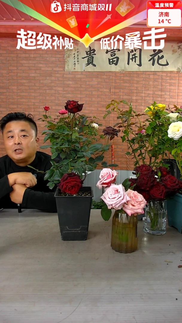 当前无花朵，栽培后可花朵黑巴克