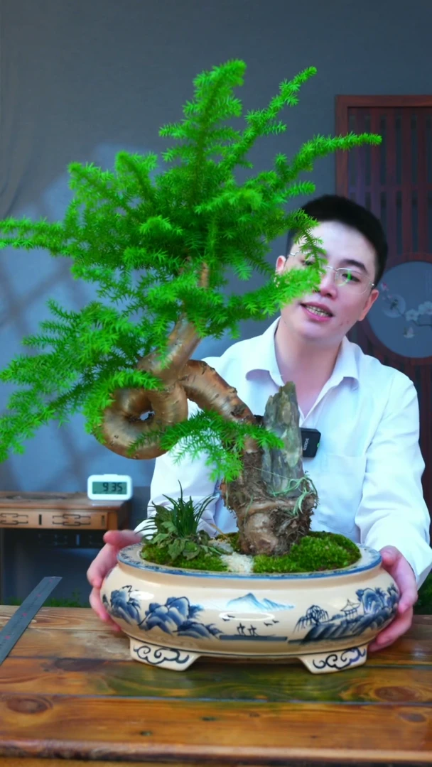 无花朵一物一拍澳洲杉
