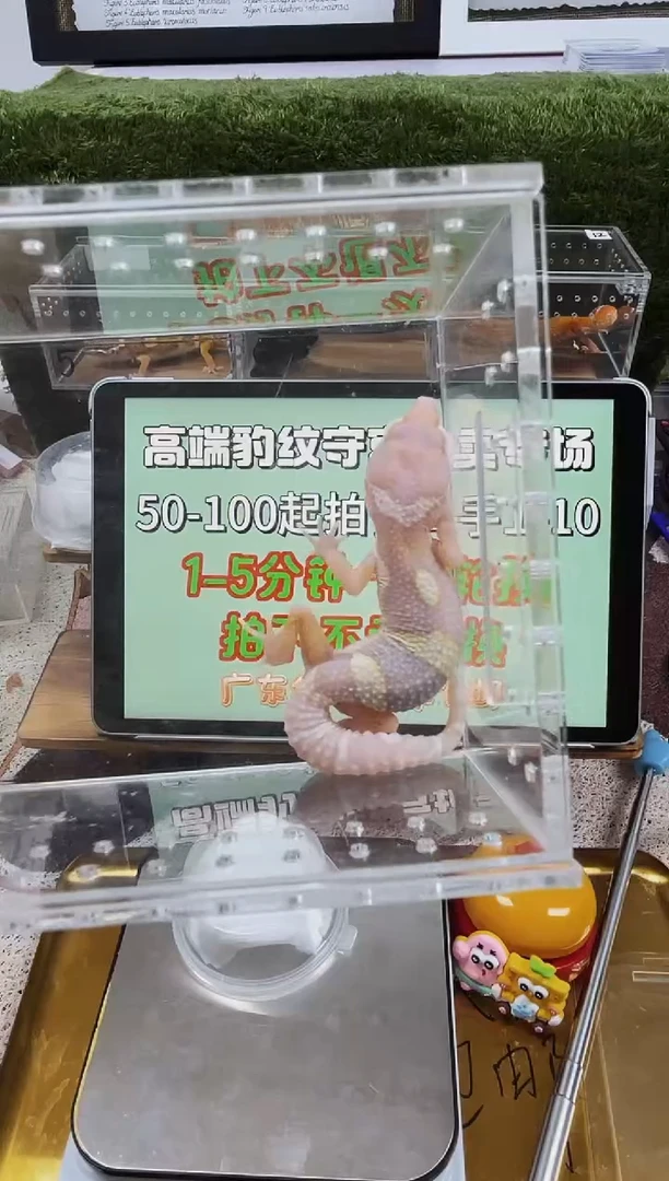 豹纹守宫豹纹守宫全品苗子亚成成体、肥尾