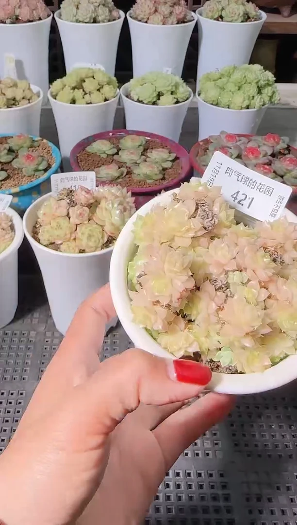 1119-421麦秆群生不包整