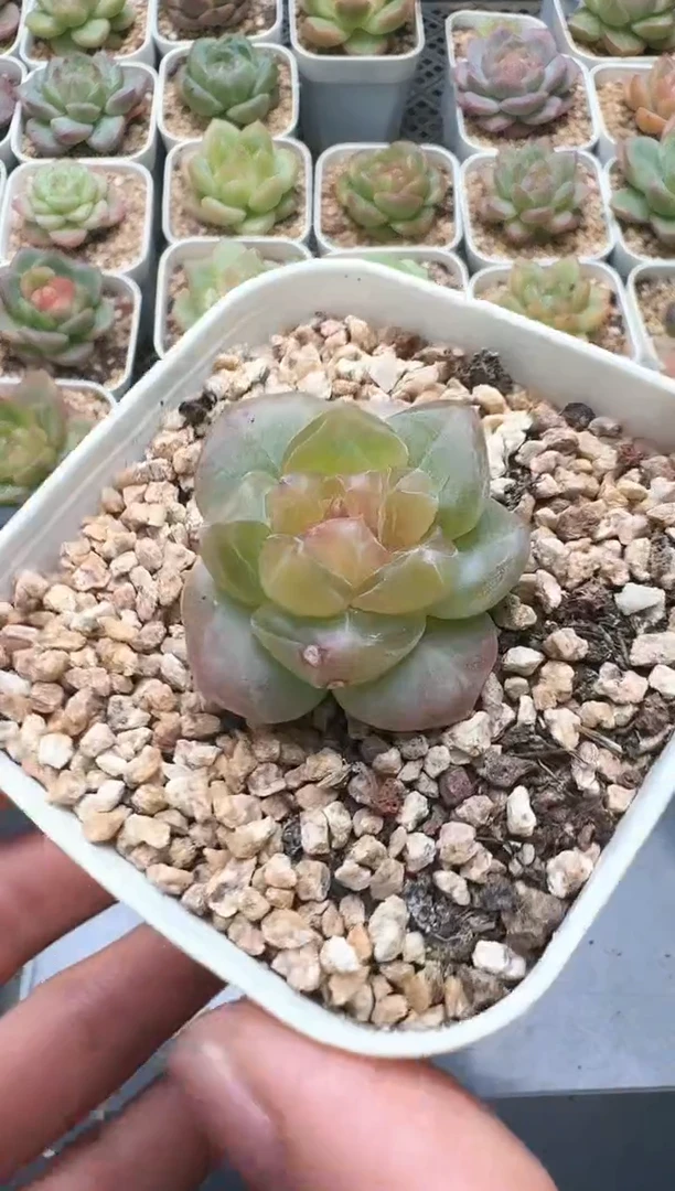 404D云禹多肉植物 带盆土纸巾打包 3颗包邮