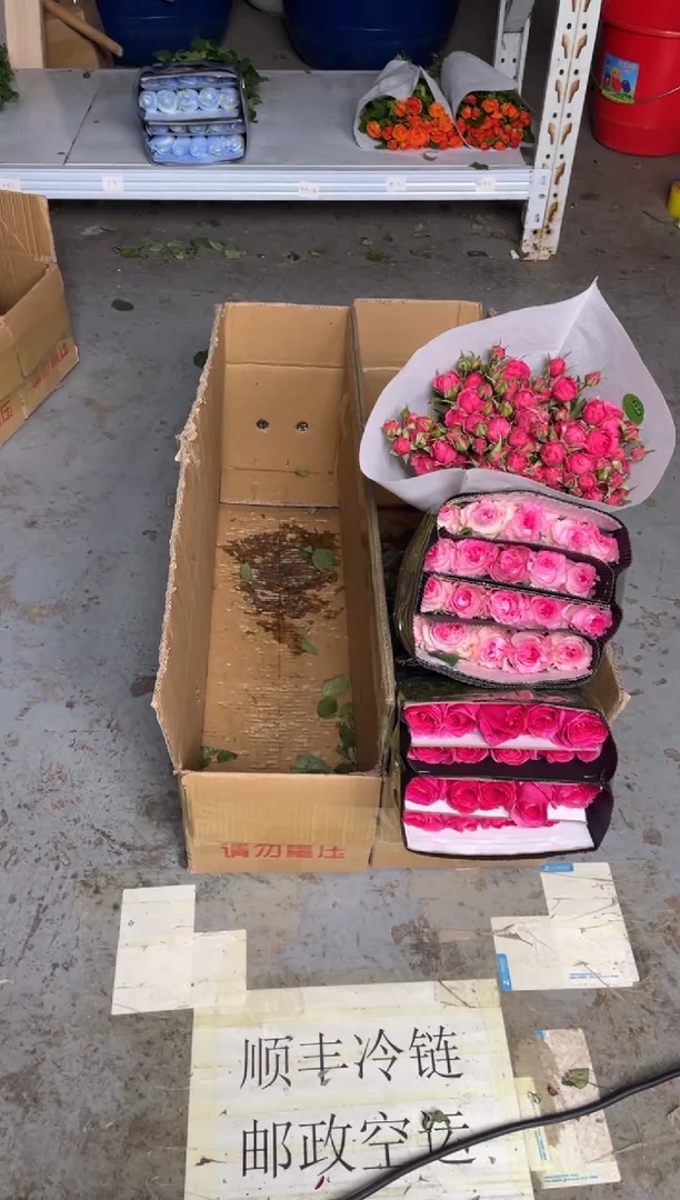 佛洛依德20枝+洛神20枝+苏菲10枝